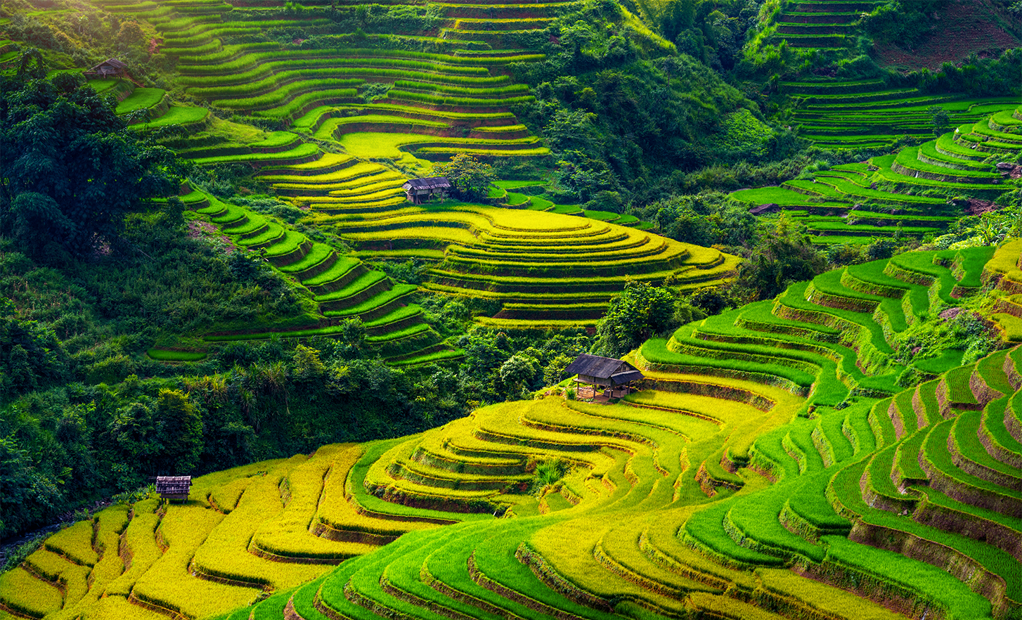 Screenshot of yellow and green paddy fields